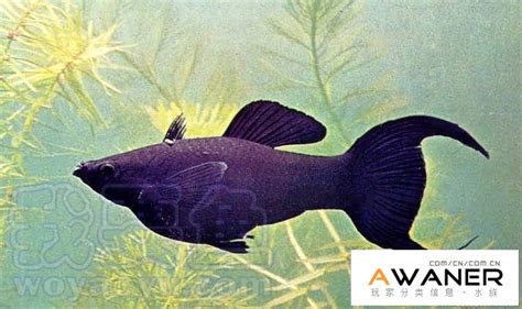 黑摩利魚 如何種花